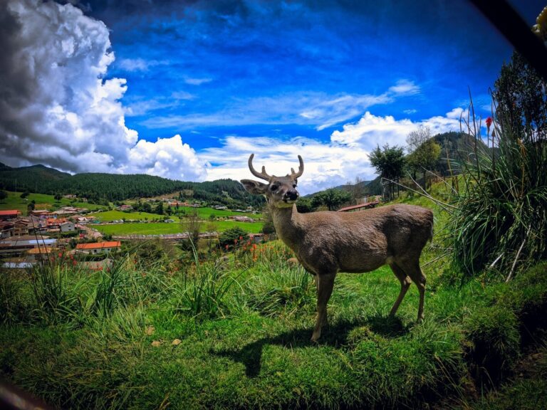 Granja Porcón en Cajamarca - Winds Travel